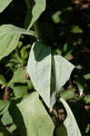 Ovateleaf Indian plantain